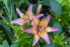 Moselle: Lilies in bloom in a garden, summer, Moselle, France
