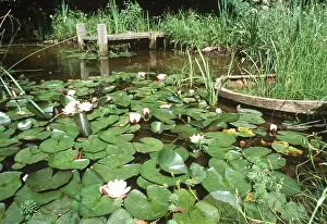 Waterlily: LILIES - on a garden pond