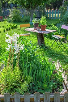 Sword: Lilies, gladioli, dahlias and aromatic plants in
