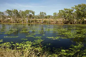 Lilies: Lilies in pond at former Adelaide River