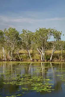 Lilies: Lilies in pond at former Adelaide River