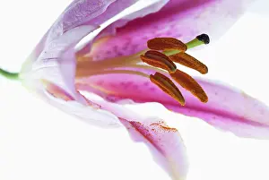 Gazer: Lily