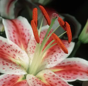 Stamens: Lilium Star Gazer flower
