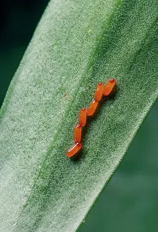 Lilly: Lilly Beetle - eggs
