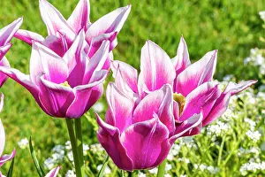 Whites: Lilly Flowering Tulip Ballade