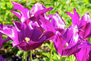 Flowered: Lilly Flowering Tulip Maytime