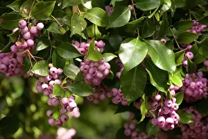 Lilly: Lilly-pilly with berries