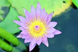 Worship: Lilly at Wat Chalong temple Phuket, Thailand