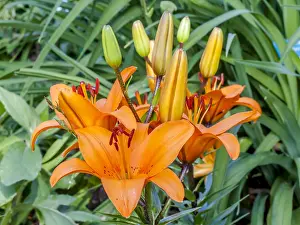 Liliales: Lily African Queen in bloom in a garden