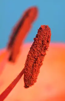 Anther: Lily Anthers - Showing Pollen