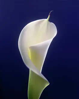 Zantedeschia: Lily, Arum lily, Calla lily