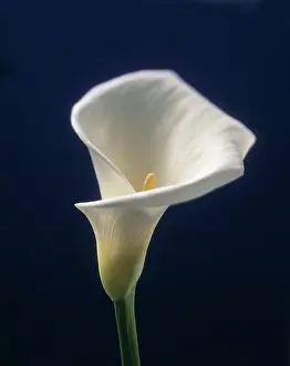 Zantedeschia: Lily, Arum lily, Calla lily