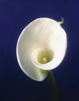Zantedeschia: Lily, Arum lily, Calla lily
