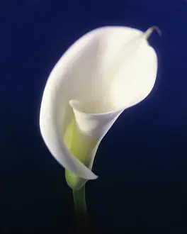 Zantedeschia: Lily, Arum lily, Calla lily