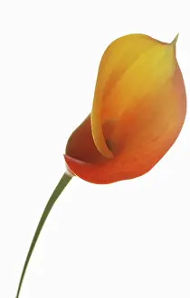 Zantedeschia: Lily, Arum lily, Calla lily
