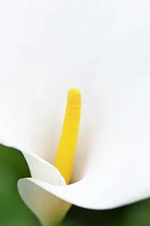 Arum: Lily, Arum lily, Calla lily