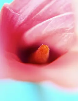 Arum: Lily, Arum lily, Calla lily