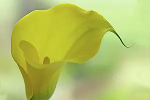 Arum: Lily, Arum lily, Calla lily