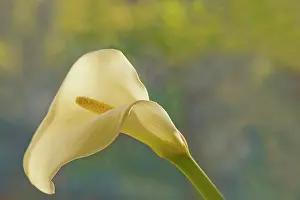Arum: Lily, Arum lily, Calla lily