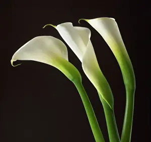 Progression: Lily