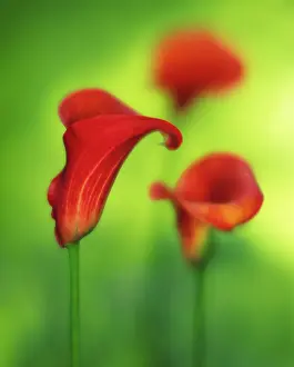 Calla: Lily