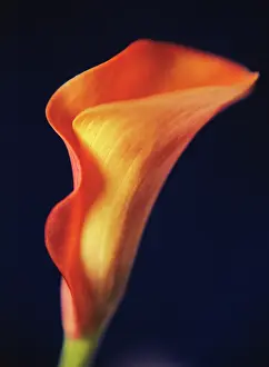 Calla: Lily