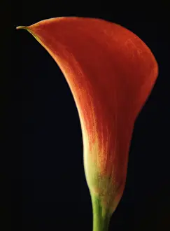 Calla: Lily