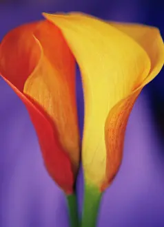 Calla: Lily