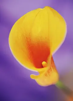 Photographic: Lily