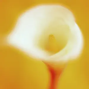 Unexplained: Lily