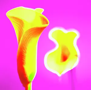 Arum: Lily