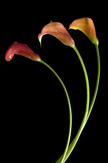 Arum: Lily