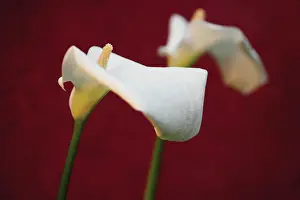 Sympathy: Lily