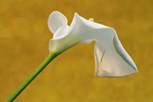 Sympathy: Lily