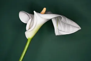 Sympathy: Lily