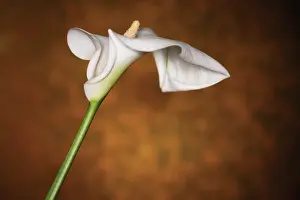 Sympathy: Lily