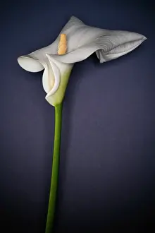 Sympathy: Lily