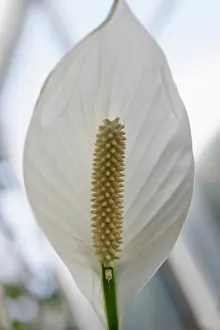 Arum: Lily