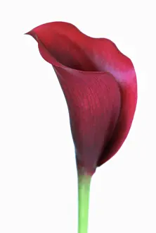 Zantedeschia: Lily