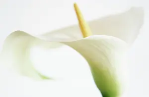 Zantedeschia: Lily