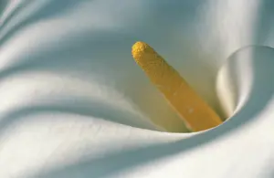 Zantedeschia: Lily
