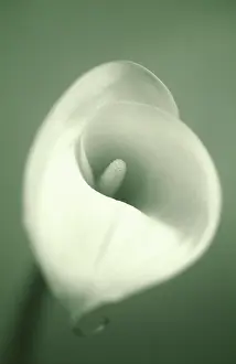 Zantedeschia: Lily