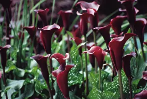 Zantedeschia: Lily