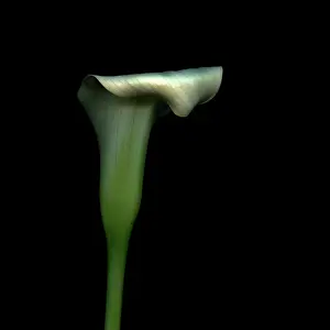 Sombre: Lily