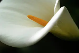 Condolence: Lily
