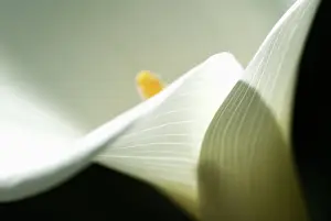 Zantedeschia: Lily