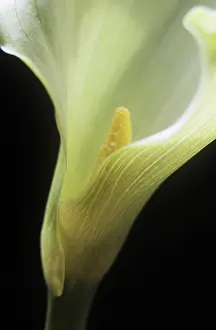 Condolence: Lily