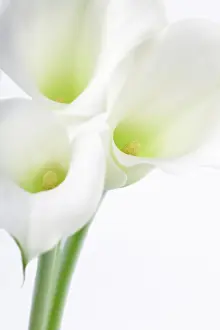 Condolence: Lily