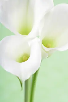 Condolence: Lily