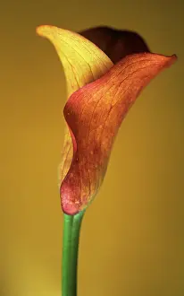 Arum: Lily